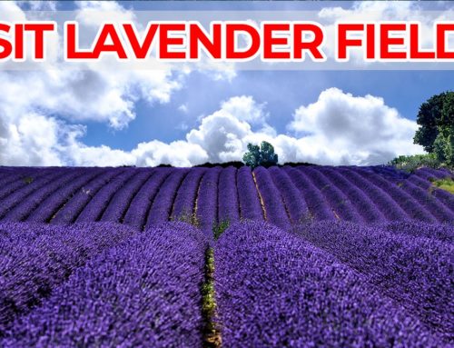 Visit Provence Lavender Fields