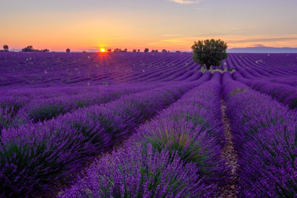 visit lavender fields provence