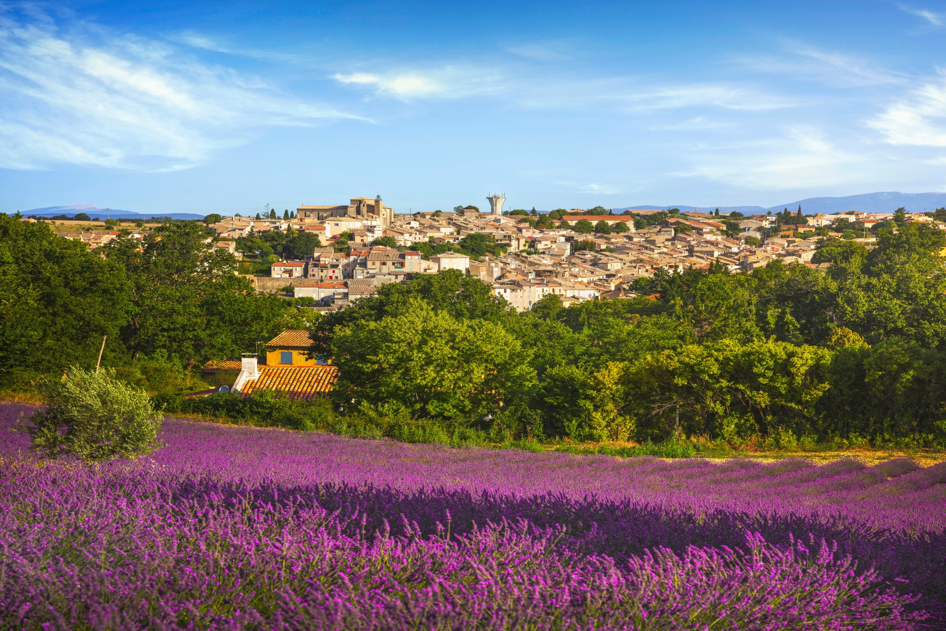 Nice aux champs de lavande Tours 