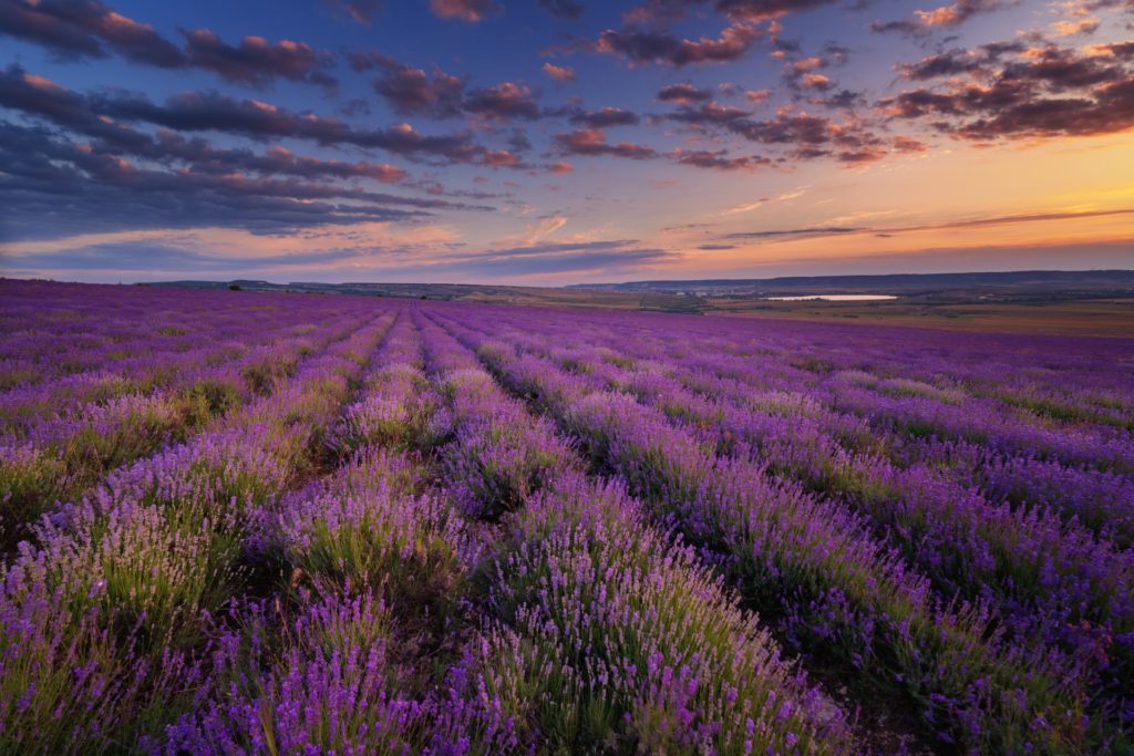 lavender fields tours nice french riviera