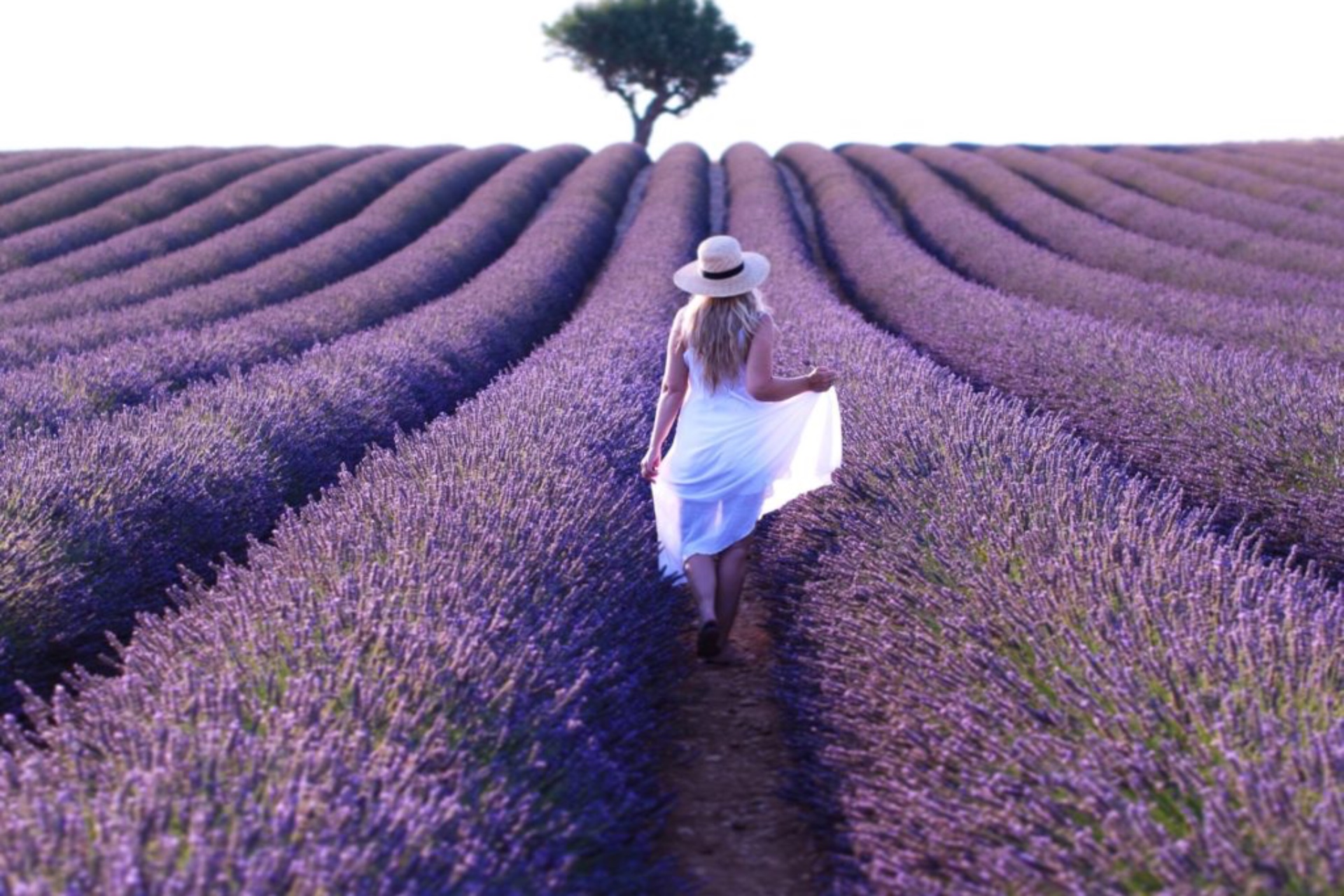 Visit Provence Lavender Fields 