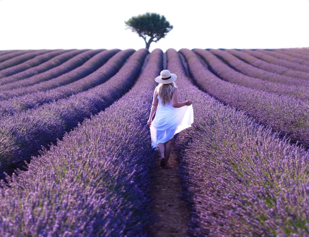 Visiter les champs de lavande de Provence 