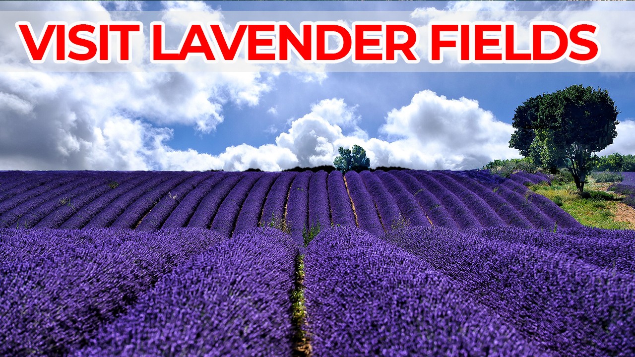 visit provence lavender fields